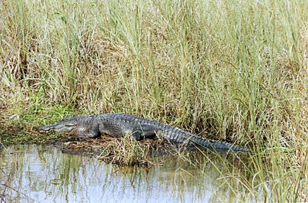 Alligator, Everglades National Park, Florida