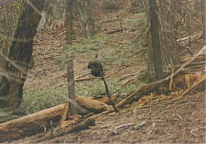 Black Bear, Sequoia National Park, California