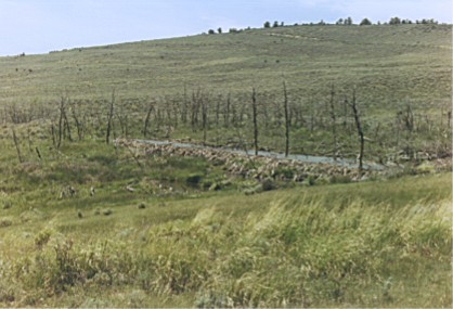 Beaver Pond, Fossil Butte National Monument, Utah