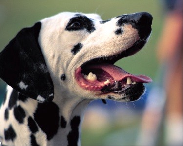 Clip Art Dalmatian