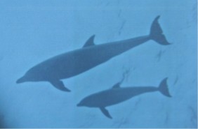 Dolphin Mother and Baby off Puerto Rico