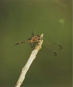 Dragonfly, Belize