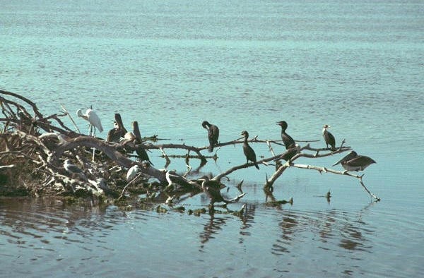 The Gathering Place, Ding Darling National Wildlife Refuge, Sanibel Island, Florida