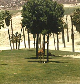 Giraffe, San Diego Wild Animal Park, California