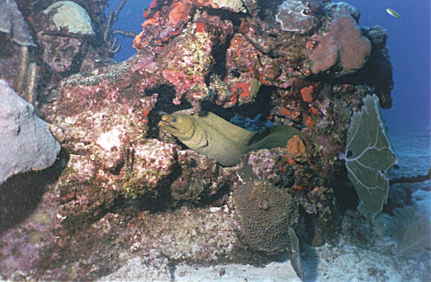 Green moray eel, off Puerto Rico