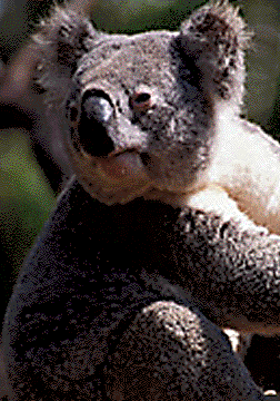 Clip Art Koala