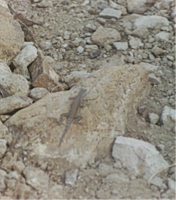 Lizard, Big Bend National Park, Texas