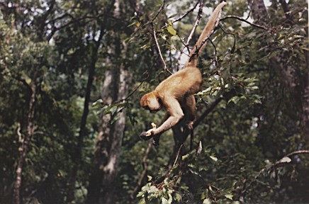 Wild Monkey, Silver Springs, Florida