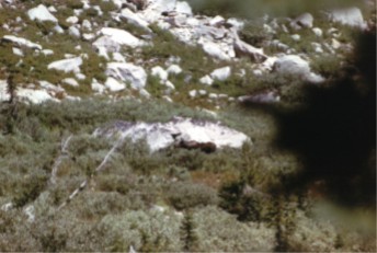 Moose, Grand Teton National Park, Wyoming