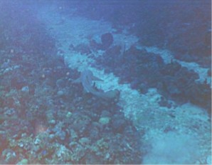 Nurse Shark, off Puerto Rico