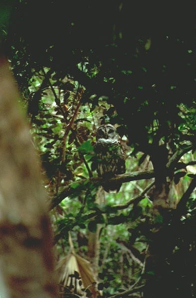 Owl, Everglades National Park, Florida