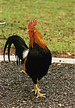 Wild Rooster, Russian Fort, Kauai, Hawaii