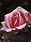 Clip Art Rose