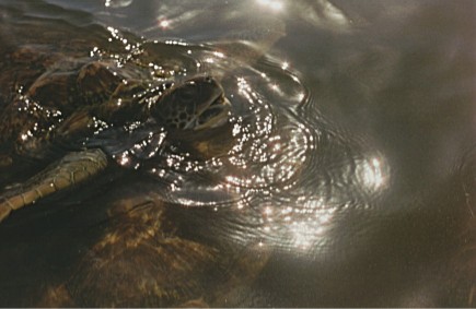 Loggerhead Turtles, Caribbean, off Grand Cayman Island