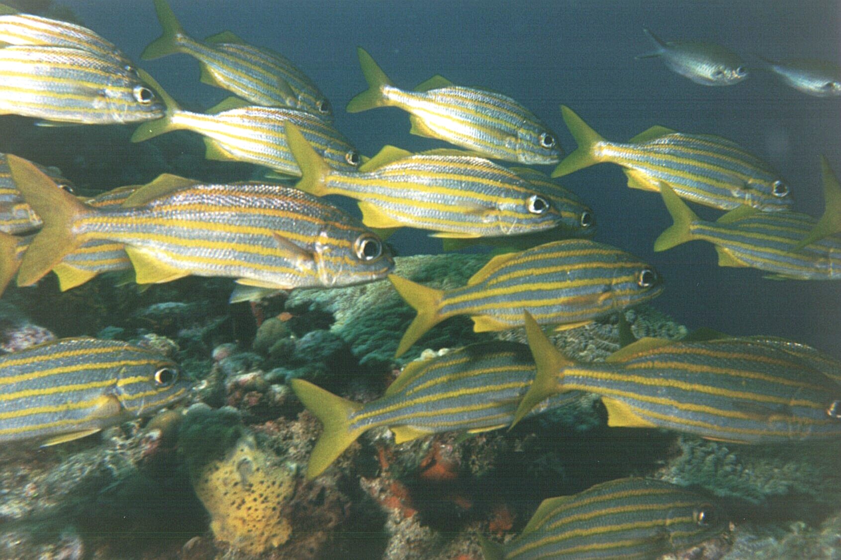 Small mouth grunt, Dominica