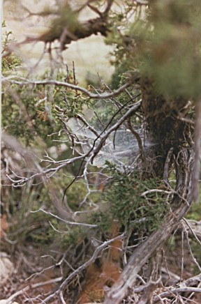 Spiderweb, Guadalupe Mountains National Park, Texas