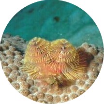 Christmas Tree Tubeworm, off Puerto Rico